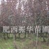 紅葉李