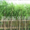 重陽木