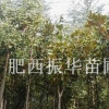 廣玉蘭