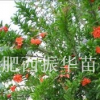 花石榴