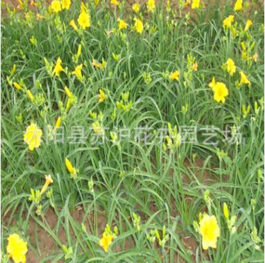 低價(jià)批發(fā)金娃娃萱草 庭院綠化 草本地被植物 萱草苗