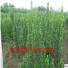 批發(fā)工程綠化苗木 北海道黃楊小苗 綠籬植物