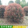 紅葉石楠 紅葉石楠球 綠化工程 庭院綠籬植物 基地直銷