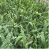 腎蕨 白發(fā)蕨 耐陰耐旱 工程綠化 園藝花壇綠植