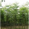 基地直銷黃山欒樹大樹苗北欒樹小苗園林綠化工程行道樹苗庭院植物