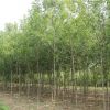 大量銷售白蠟樹苗 白臘苗 庭院綠化苗 工程速生白蠟苗