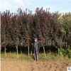 基地批發(fā)優(yōu)質(zhì)紫葉李樹苗 園林綠化苗木行道風(fēng)景樹紫葉李小苗
