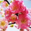 基地批發(fā)庭院街道綠化工程梅花苗 紅梅樹苗 大苗榆葉梅花嫁接