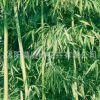 基地直銷竹子 紫竹 庭院綠化的竹子青竹黃金竹青竹早園竹產品齊全