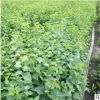 庭院盆栽植物四季丁香花苗 紫丁香花苗 白色丁香花樹苗