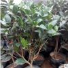 批發(fā)茶花樹小苗茶花盆栽四季常青盆栽山茶花苗綠化小苗量大優(yōu)惠