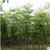 基地直銷黃山欒樹大樹苗北欒樹小苗園林綠化工程行道樹苗庭院植物
