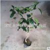 桂花樹苗盆栽植物濃香型室內帶花室內四季桂盆景花卉金桂嫁接庭院