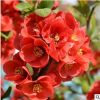 批發貼梗海棠盆栽 庭院觀花綠植 鐵腳海棠樹苗 規格全 量大從優