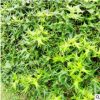 基地直銷批發無刺枸骨苗 無刺枸骨球 有刺枸骨 工程綠化苗