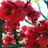 基地直銷日本海棠樹苗海棠花紅花垂柳海棠花苗海棠盆景盆栽花苗