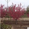 苗圃大量銷售紫葉碧桃 紅葉碧桃 大量銷售 碧桃樹苗 苗圃直銷樹苗