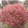 基地直銷紅葉石楠球紅葉石楠 行道綠化樹 紅葉石楠樹純正紅羅賓樹