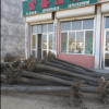 榆樹