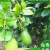 臺灣四季香水無籽檸苗 香水檸檬苗矮化嫁接四季掛果無籽檸檬苗