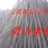 黃山欒樹