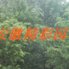 紅豆杉