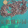 楓香種子