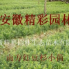 紅豆杉小苗