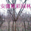 木瓜苗木