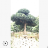 編號68中國羅漢松基地直銷 中型四季常青庭院綠化園林造型盆景樹