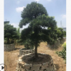 編號64直銷優質中國羅漢松 1.5米喬木園藝庭院羅漢松常綠性盆景樹