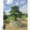 園林植物羅漢松現貨批發 室內大盆栽造型樹 喬木樹苗廣州產地