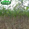 長期供應 優質白樺樹 工程綠化叢生白樺