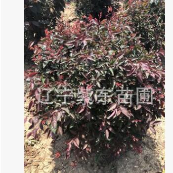 批發(fā)紅葉李球 紅葉李地球 最新彩葉樹球 適合新疆內(nèi)蒙甘肅地區(qū)
