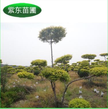 專業(yè)推薦 造型金葉榆 金葉榆專用樹種