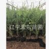 基地直銷園林綠化樹苗批現(xiàn)挖現(xiàn)賣園藝苗木朝鮮黃楊懷苗批發(fā)