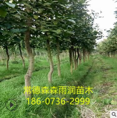 苗圃批發湖南 香泡柚子樹 紅心蜜柚苗 多種規格