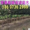 紫薇樹苗 基地批發供應 湖南 園林綠化 百日紅花紫薇