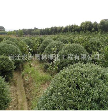 優(yōu)質(zhì)龜甲冬青苗批發(fā)市政園林綠化苗木龜甲冬青球高速工程苗