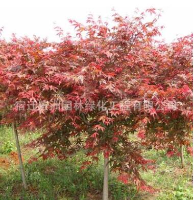 日本紅楓苗批發園林綠化苗木嫁接紅楓樹苗 彩色觀葉類造景樹苗