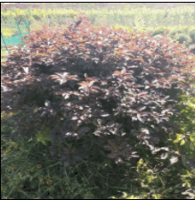 紅葉李球