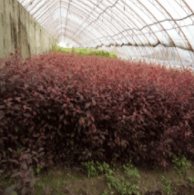 紅葉李營養缽苗