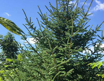 基地自銷云杉樹 60公分青芊云杉樹 1米--5米云杉樹 6米圣誕樹云杉