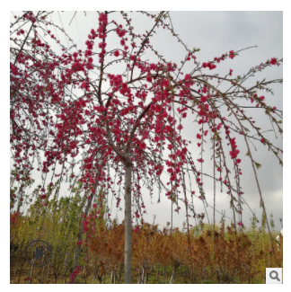 苗圃現挖現賣紅葉碧桃小苗多年種植經驗土壤適應強 紅葉碧桃