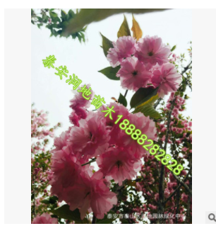 紫花槐與香花槐的區別紅花洋槐于紫花洋槐的區別香花槐價格