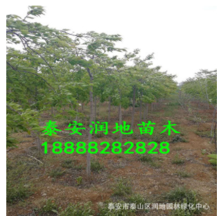 泰安8公分垂枝櫻花價格