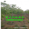 泰安8公分垂枝櫻花價格
