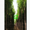 山東20公分香花槐價格