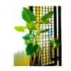 室內植物 海芋