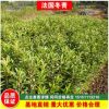 全基地直銷法國冬青苗批發(fā)工程綠化冬青樹苗庭院圍墻做綠籬